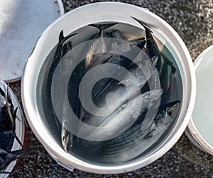 Plastic bucket of fish caught by fisherman.