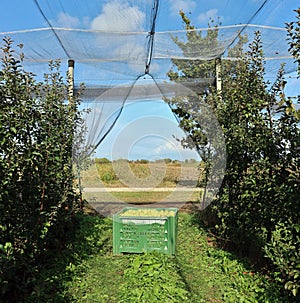 Plastic bulk bin for processing food industry, full of freshly harvested apples inside an orchard protected by net covering system