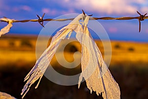 Plastic Caught on Barbed Wire