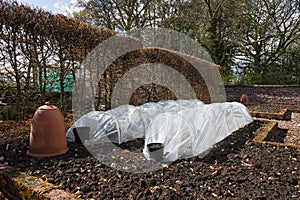 Plastic Cloche - Poly Tunnel - Agriculture Cloche - Rhubarb For