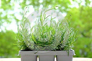 plastic container for seedlings for transplanting with young plants of garden lavender, Lavandula on terrace, young plants,