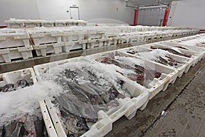 Plastic containers with fishes ready for market photo