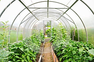 Plastic covered horticulture greenhouse