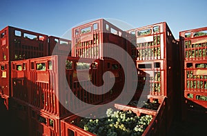 Plastic crates filled with harvested Chardonnay wine grapes Yarra Valley Victoria Australia