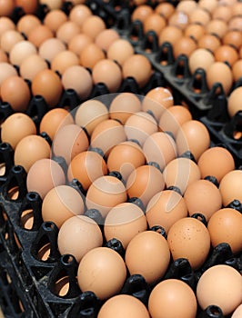 Plastic crates with fresh white and brown eggs