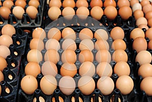 Plastic crates with fresh white and brown eggs on an organic