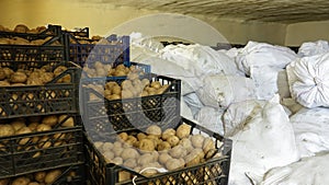 Plastic crates with potatoes and white sacks of potatoes in the refrigerated warehouse