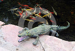 Plastic Crocodile lies on the bank of a pond