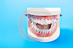 Plastic dental teeth model.