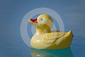 Plastic duck in pool