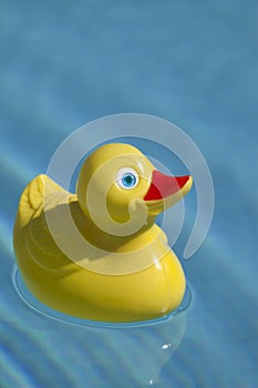 Plastic duck in pool