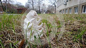 Plastic figure of water bear tardigrada  Milnesium tardigradum