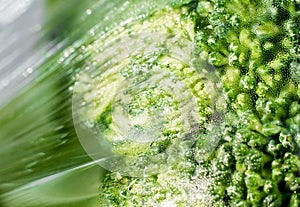 Plastic film wrap protect for Broccoli vegetable by plastic wrap