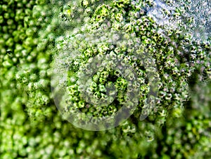 Plastic film wrap protect for Broccoli vegetable by plastic wrap