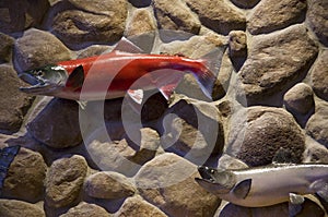 Plastic fish on wall art