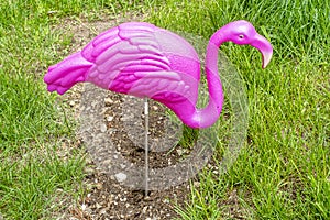 Plastic Flamingo in a front yard