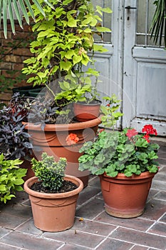 Plastic flowerpots light green and dark violet sweet potato wine and red pelargoniums