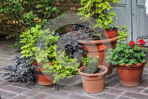 Plastic flowerpots light green and dark violet sweet potato wine and red pelargoniums