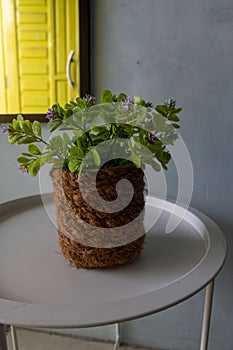 plastic flowers combined with handmade coir pots.