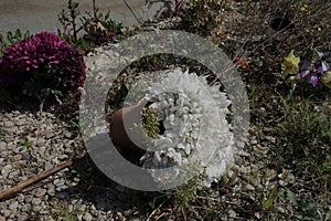 Plastic flowers on a French cemetery