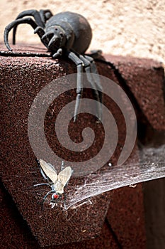 Plastic fly caught in the right web