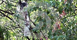 Plastic Foil on Tree Branch Moving in the Wind