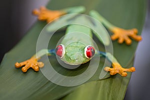 Plastic frog on a leaf