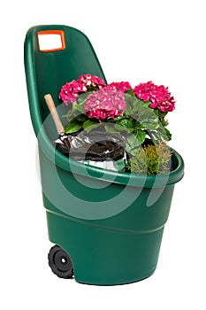 Plastic garden wheelbarrow full of flowers