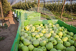 Plastic green crates with Golden Delicious apples in an apple orchard