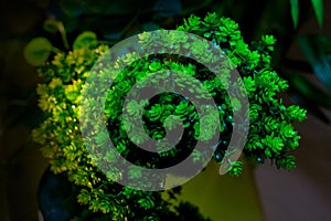 Plastic green leaf decorated mini plant background.