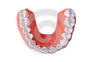 Plastic human teeth model placed on a white background,isolated with clipping path.Dental examination concept. Regular oral health
