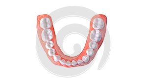 Plastic human teeth model placed on a white background,isolated with clipping path.Dental examination concept. Regular oral health