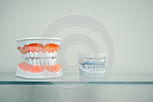 Plastic human teeth models and dental model of teeth casts of the jaw on a glass shelf, light colors