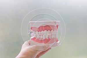 Plastic human teeth models isolated on white.plastic medical model of teeth.Concept of Oral health, tooth decay.Dental