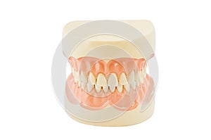 Plastic human teeth models photo