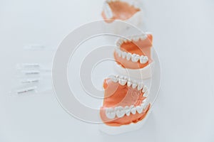 Plastic jaw model for stomatology and maxillofacial surgery photo