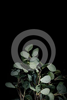 Plastic leaves photographed on a black background