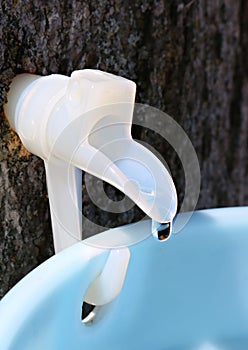 Plastic maple syrup spile with droplet of sap about to drip into bucket