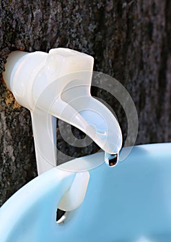 Plastic maple syrup spile with droplet of sap about to drip into bucket photo