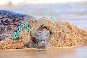 Plastic marine pollution. Seal caught in tangled nylon fishing n