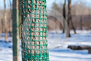 Plastic mesh protecting trees from animal destruction.