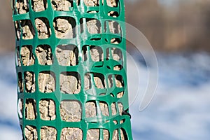 Plastic mesh protecting trees from animal destruction.