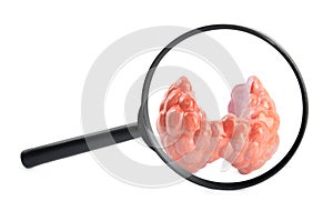 Plastic model of afflicted thyroid on white background, view through magnifying glass