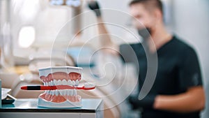 Plastic model of human jaws holding a toothbrush