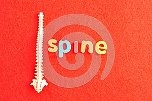 A plastic model of a human spine with the word spine