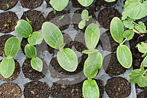 Plastic molded paper to cultivate vegetable seedlings