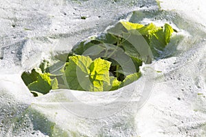 Plastic mulch and cucumber leaves