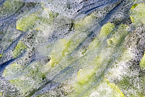 Plastic mulch and cucumber