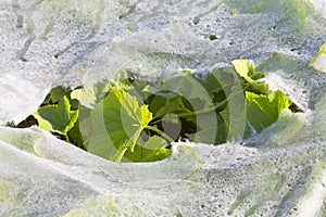 Plastic mulch and cucumber