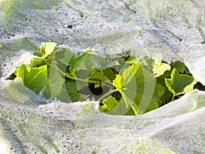 Plastic mulch and cucumber leaves